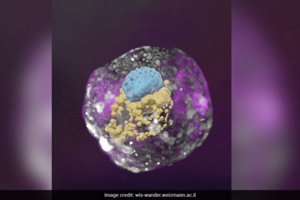 1dbmidng human embryo model 625x
