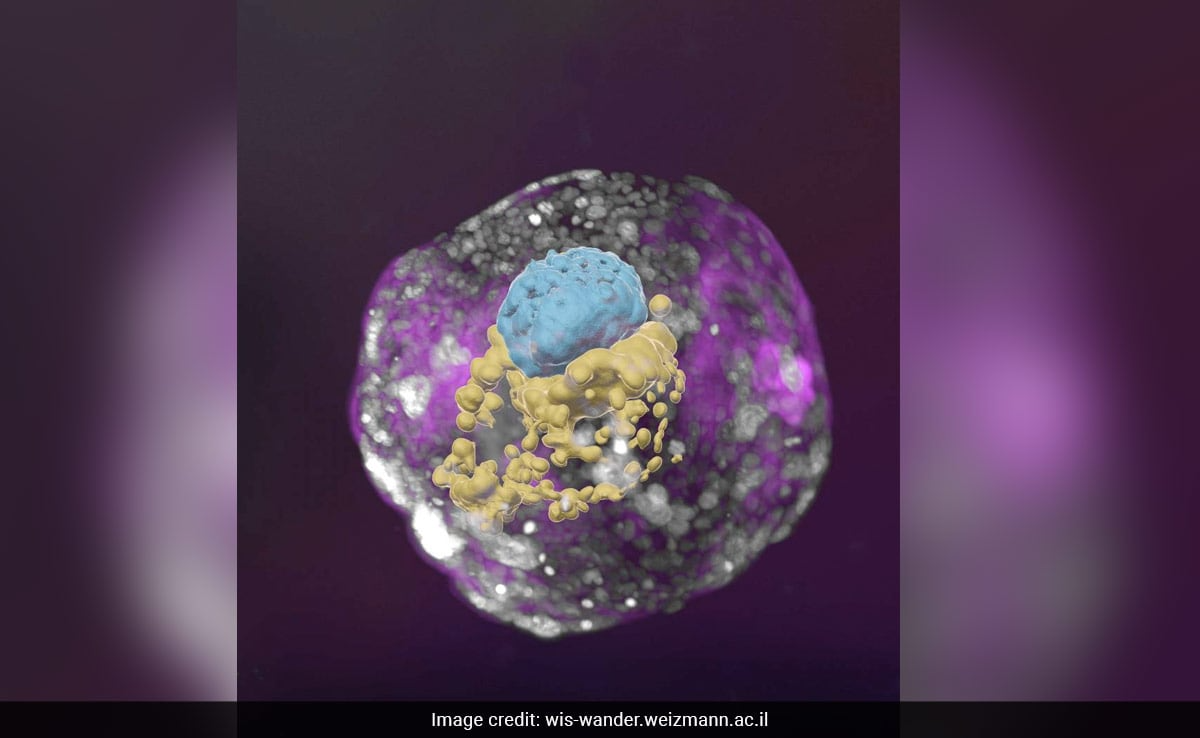 1dbmidng human embryo model 625x