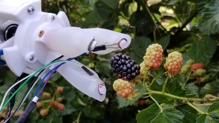 U of Arkansas Patents Soft Robotic Gripper That Picks Blackberries Without Crushing Them