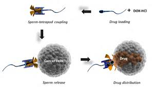 HKUST Engineers Mass-Produce Sperm-Like Microrobots that Swim to Fight Cancer